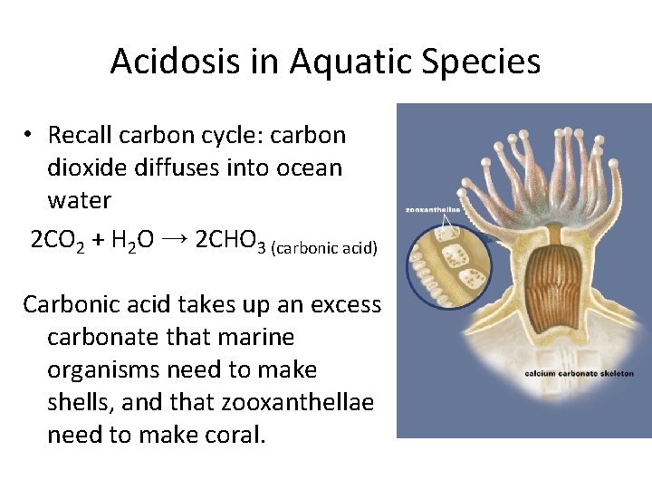 Acidosis in Aquatic Species • Recall carbon cycle: carbon dioxide diffuses into ocean water