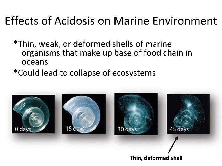 Effects of Acidosis on Marine Environment *Thin, weak, or deformed shells of marine organisms