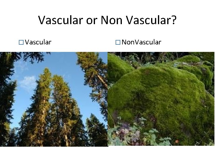 Vascular or Non Vascular? � Vascular � Non. Vascular 