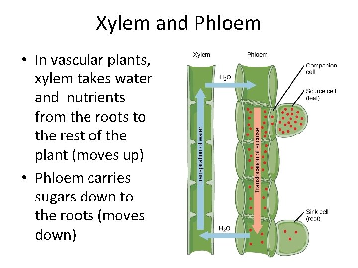 Xylem and Phloem • In vascular plants, xylem takes water and nutrients from the