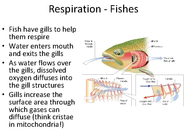 Respiration - Fishes • Fish have gills to help them respire • Water enters