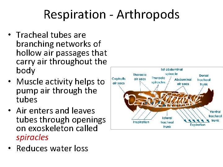 Respiration - Arthropods • Tracheal tubes are branching networks of hollow air passages that