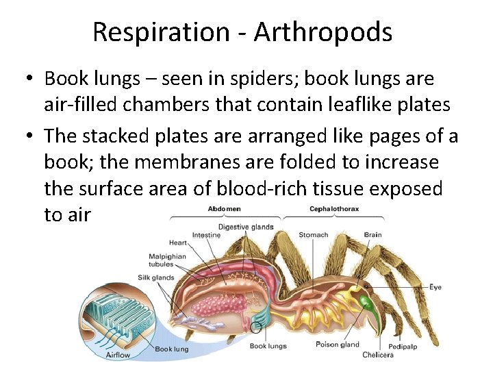 Respiration - Arthropods • Book lungs – seen in spiders; book lungs are air-filled