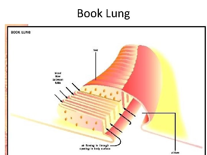 Book Lung 