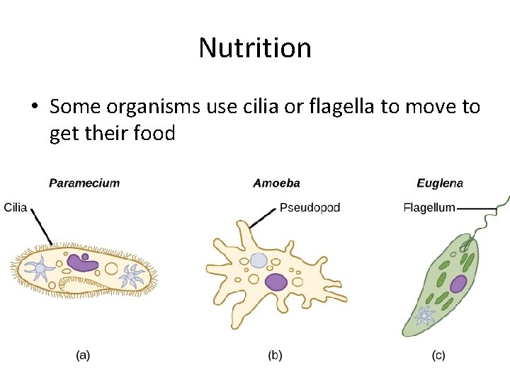 Nutrition • Some organisms use cilia or flagella to move to get their food
