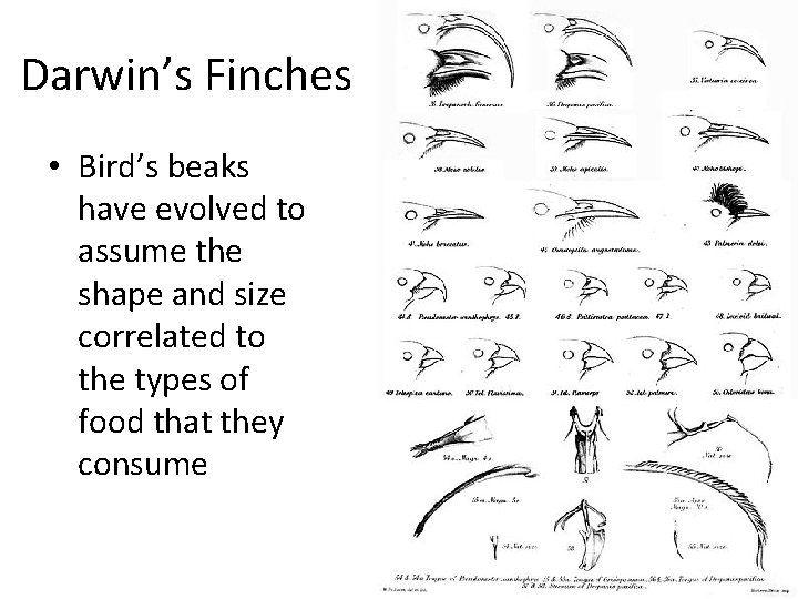Darwin’s Finches • Bird’s beaks have evolved to assume the shape and size correlated