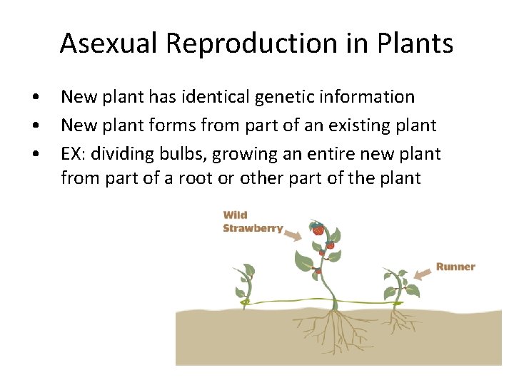 Asexual Reproduction in Plants • New plant has identical genetic information • New plant