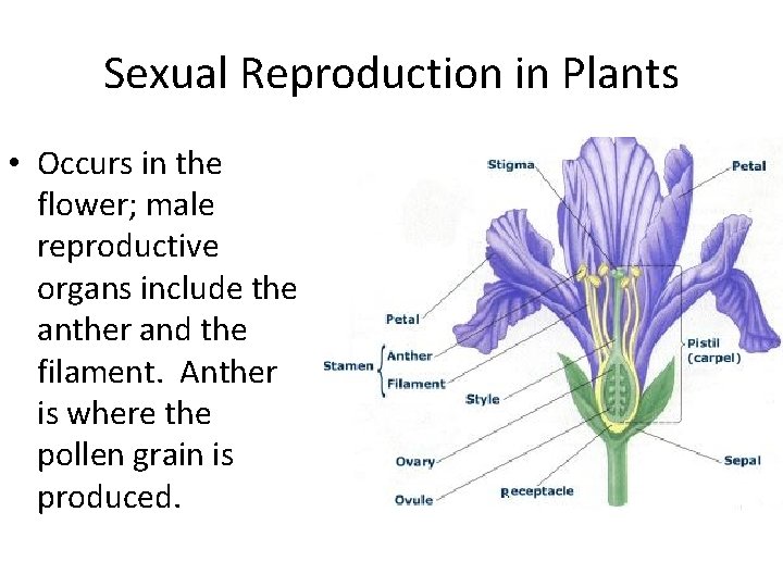 Sexual Reproduction in Plants • Occurs in the flower; male reproductive organs include the