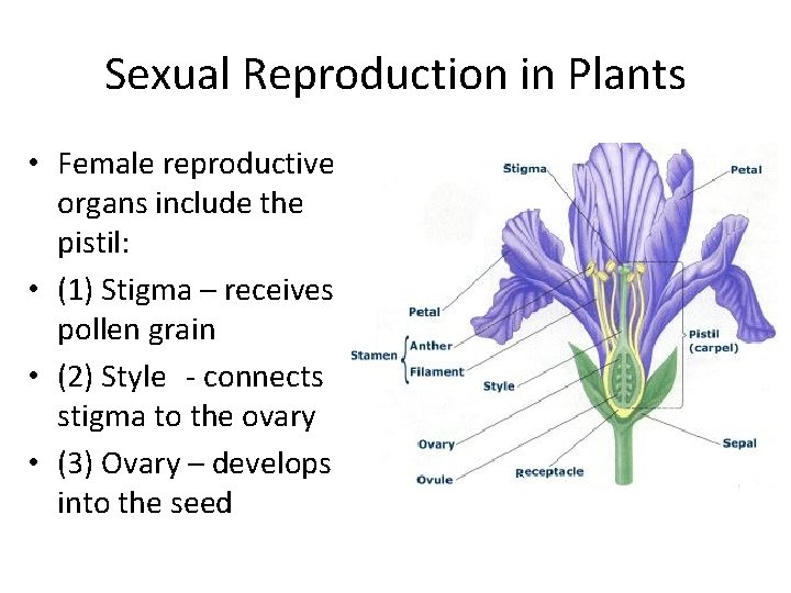 Sexual Reproduction in Plants • Female reproductive organs include the pistil: • (1) Stigma
