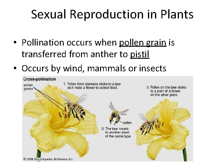 Sexual Reproduction in Plants • Pollination occurs when pollen grain is transferred from anther