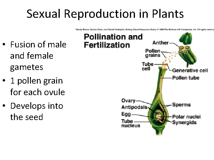 Sexual Reproduction in Plants • Fusion of male and female gametes • 1 pollen