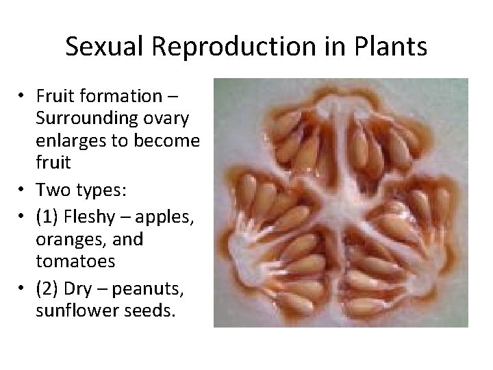 Sexual Reproduction in Plants • Fruit formation – Surrounding ovary enlarges to become fruit