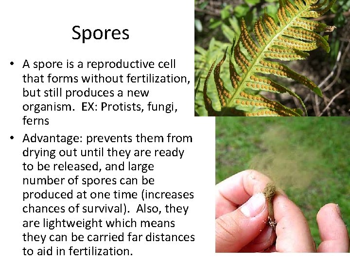 Spores • A spore is a reproductive cell that forms without fertilization, but still