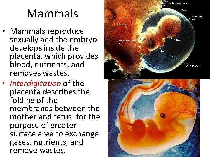 Mammals • Mammals reproduce sexually and the embryo develops inside the placenta, which provides