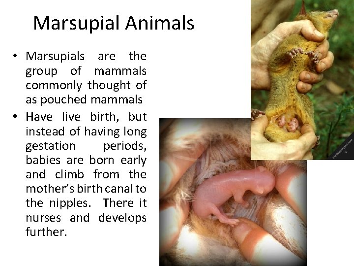 Marsupial Animals • Marsupials are the group of mammals commonly thought of as pouched