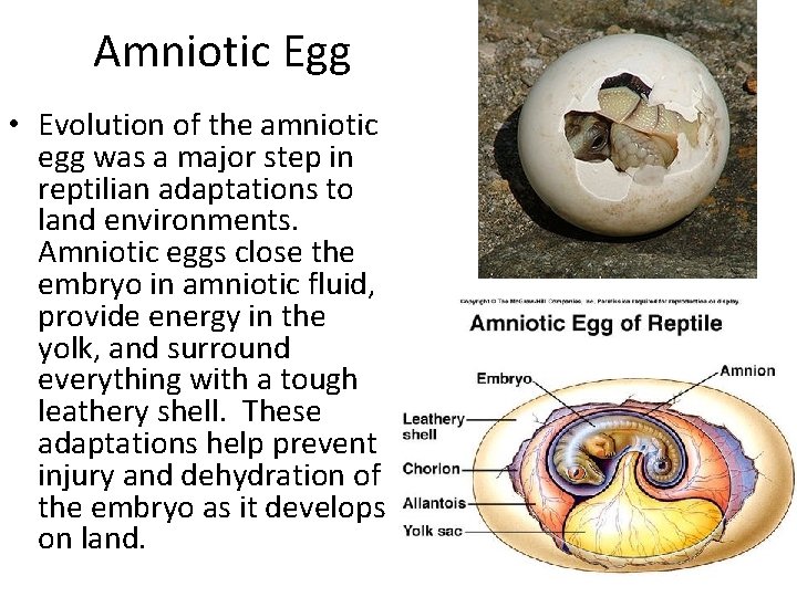 Amniotic Egg • Evolution of the amniotic egg was a major step in reptilian