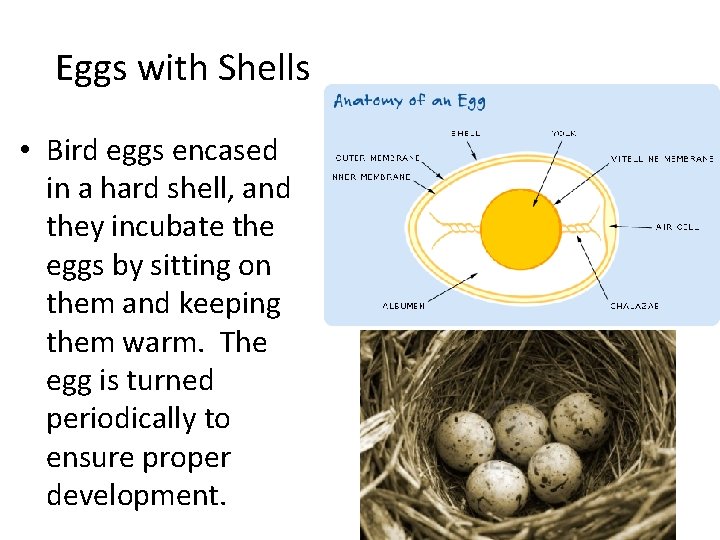 Eggs with Shells • Bird eggs encased in a hard shell, and they incubate