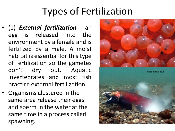 Types of Fertilization • (1) External fertilization - an egg is released into the