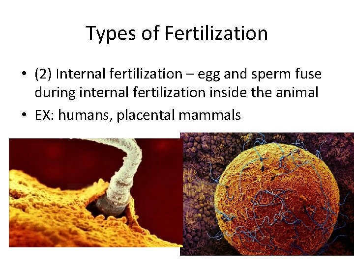 Types of Fertilization • (2) Internal fertilization – egg and sperm fuse during internal
