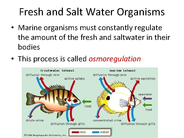 Fresh and Salt Water Organisms • Marine organisms must constantly regulate the amount of