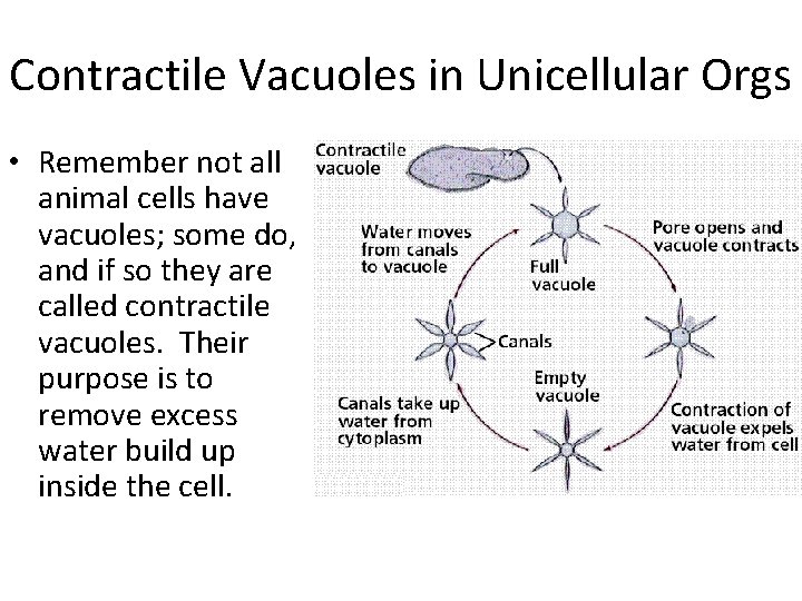 Contractile Vacuoles in Unicellular Orgs • Remember not all animal cells have vacuoles; some