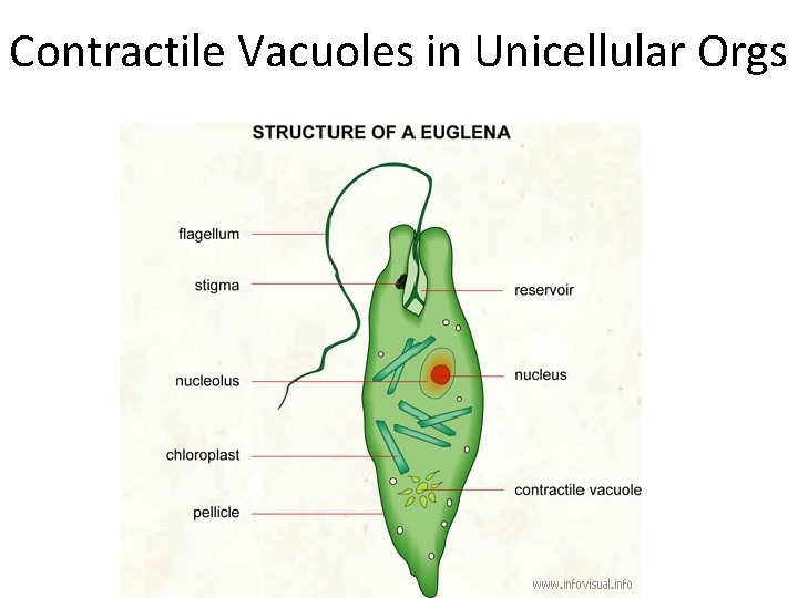 Contractile Vacuoles in Unicellular Orgs 