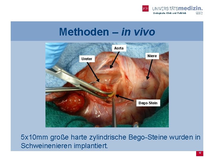 Urologische Klinik und Poliklinik Methoden – in vivo Aorta Ureter Niere Bego-Stein 5 x