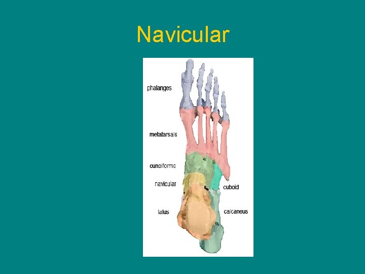 Navicular 