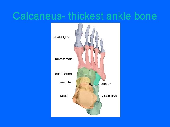 Calcaneus- thickest ankle bone 
