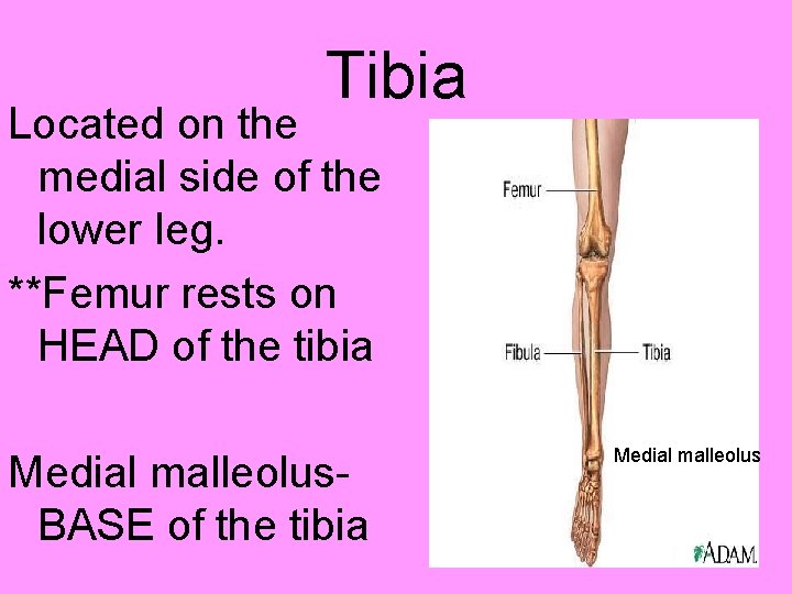 Tibia Located on the medial side of the lower leg. **Femur rests on HEAD