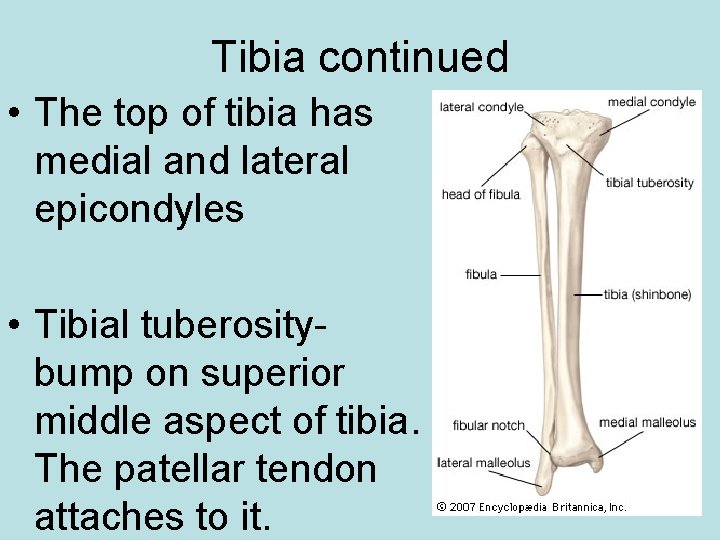Tibia continued • The top of tibia has medial and lateral epicondyles • Tibial