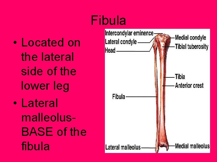 Fibula • Located on the lateral side of the lower leg • Lateral malleolus.