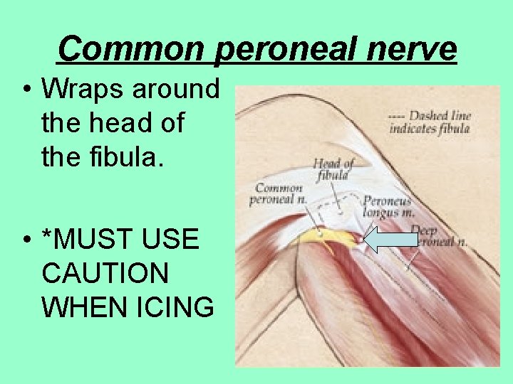 Common peroneal nerve • Wraps around the head of the fibula. • *MUST USE