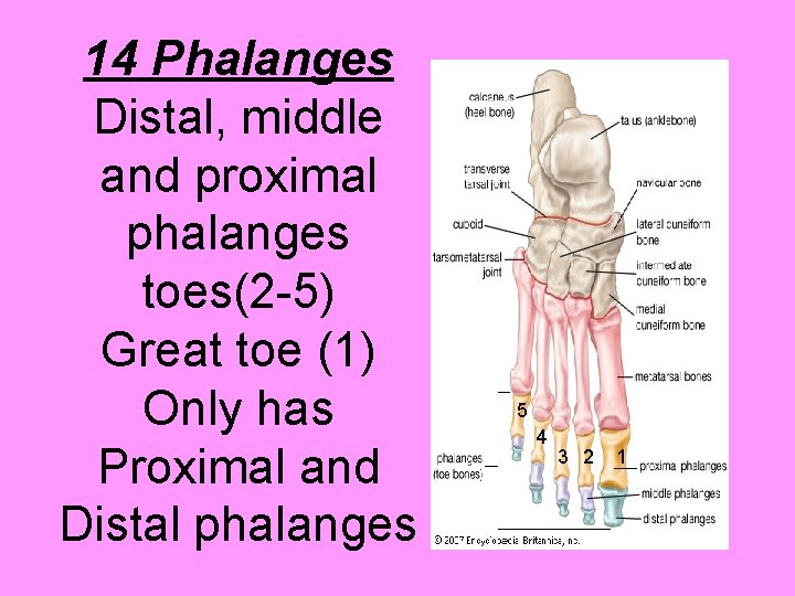 14 Phalanges Distal, middle and proximal phalanges toes(2 -5) Great toe (1) Only has