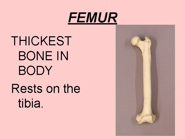 FEMUR THICKEST BONE IN BODY Rests on the tibia. 