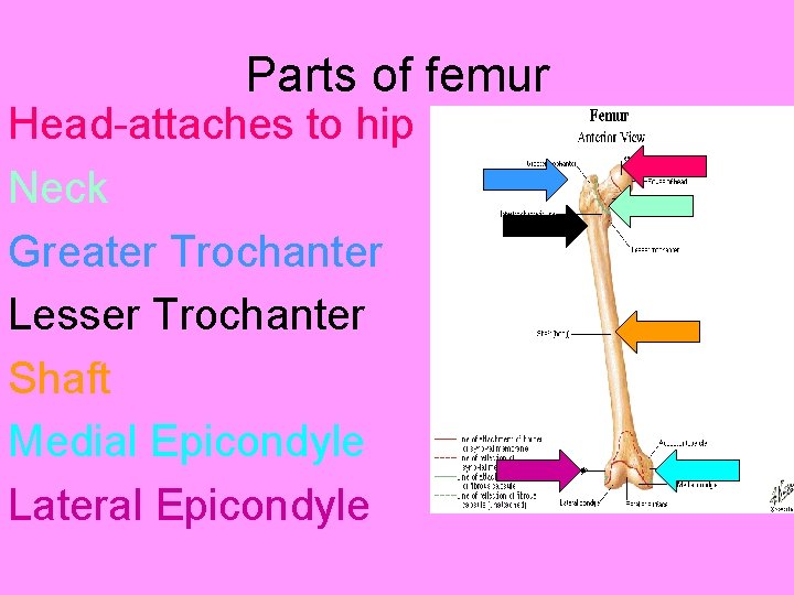 Parts of femur Head-attaches to hip Neck Greater Trochanter Lesser Trochanter Shaft Medial Epicondyle