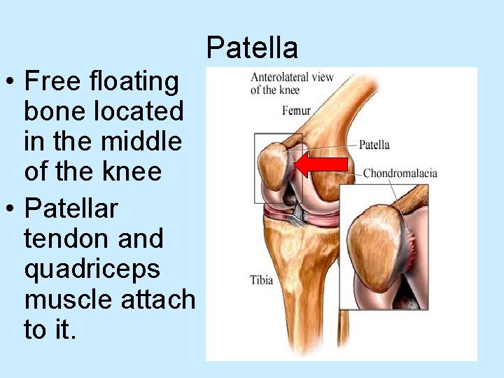  • Free floating bone located in the middle of the knee • Patellar