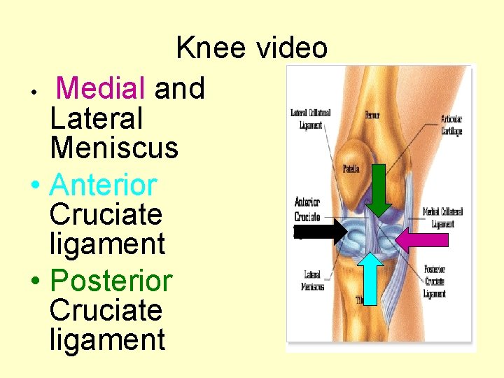 Knee video • Medial and Lateral Meniscus • Anterior Cruciate ligament • Posterior Cruciate