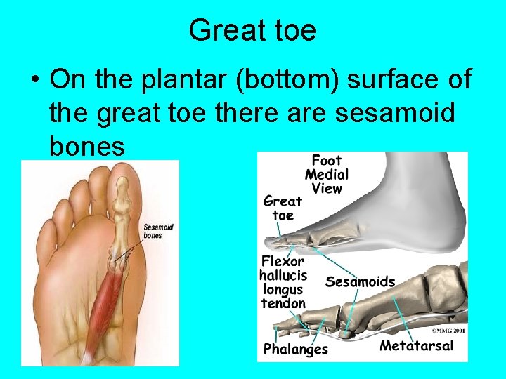 Great toe • On the plantar (bottom) surface of the great toe there are