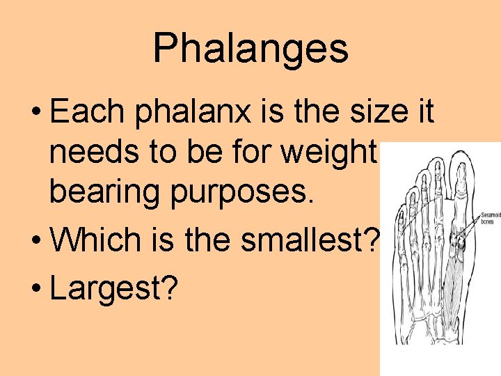 Phalanges • Each phalanx is the size it needs to be for weight bearing