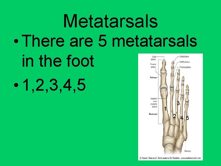Metatarsals • There are 5 metatarsals in the foot • 1, 2, 3, 4,