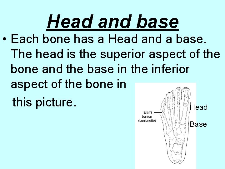 Head and base • Each bone has a Head and a base. The head