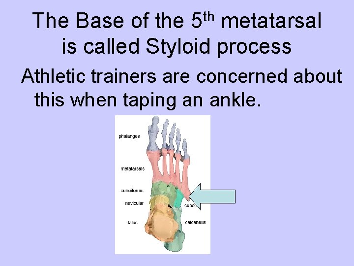 th 5 The Base of the metatarsal is called Styloid process Athletic trainers are