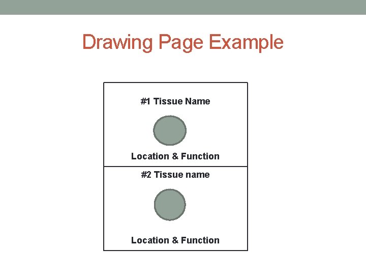 Drawing Page Example #1 Tissue Name Location & Function #2 Tissue name Location &