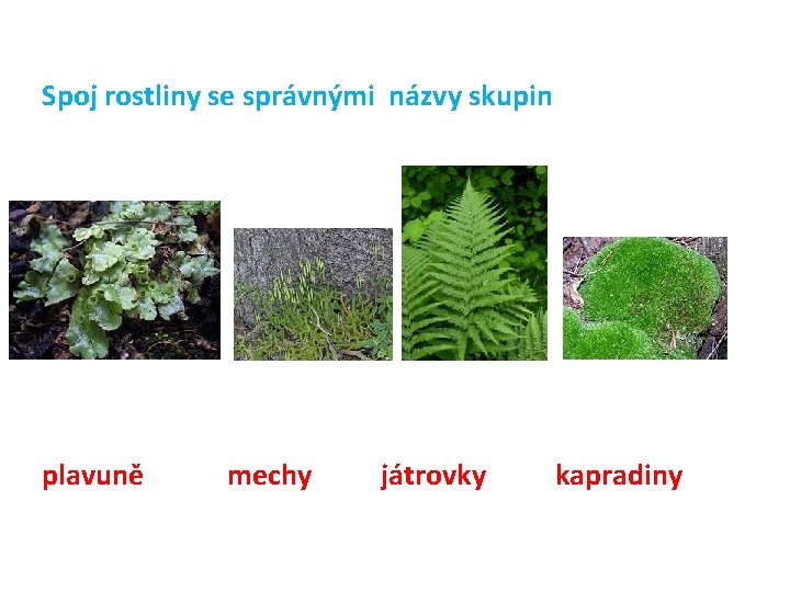 Spoj rostliny se správnými názvy skupin plavuně mechy játrovky kapradiny 