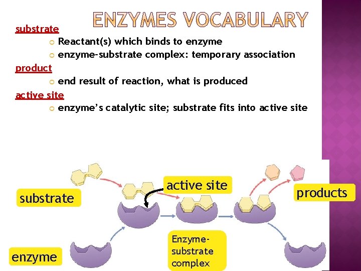 substrate Reactant(s) which binds to enzyme-substrate complex: temporary association product end result of reaction,