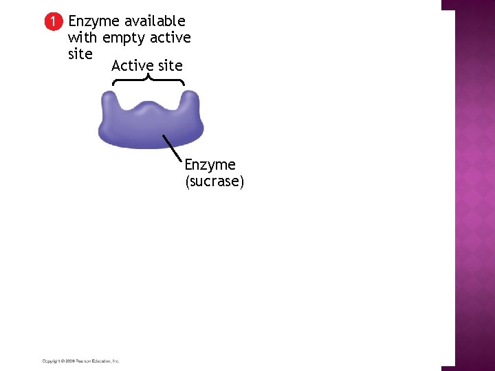 1 Enzyme available with empty active site Active site Enzyme (sucrase) 