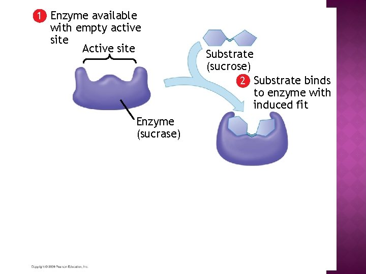 1 Enzyme available with empty active site Active site Enzyme (sucrase) Substrate (sucrose) 2