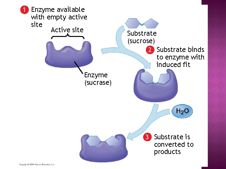 1 Enzyme available with empty active site Active site Substrate (sucrose) 2 Substrate binds