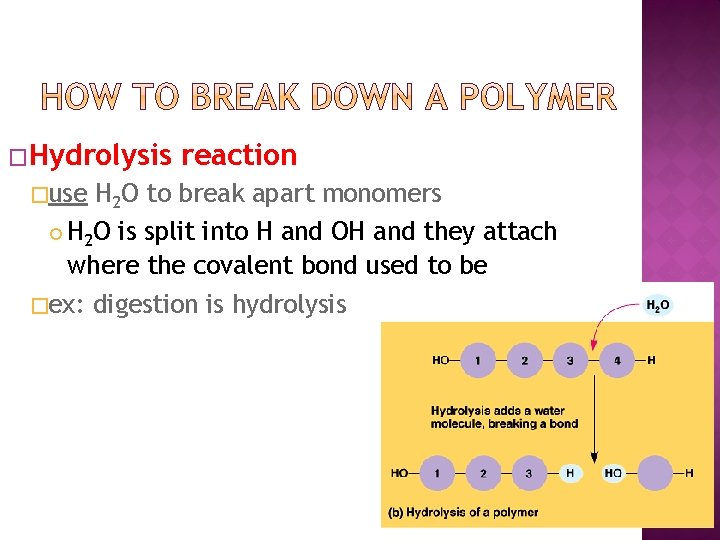 �Hydrolysis reaction �use H 2 O to break apart monomers H 2 O is